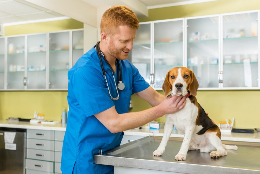 Badanie weterynaryjne psa rasy beagle