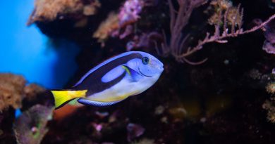 Błękitna ryba w akwarium morskim